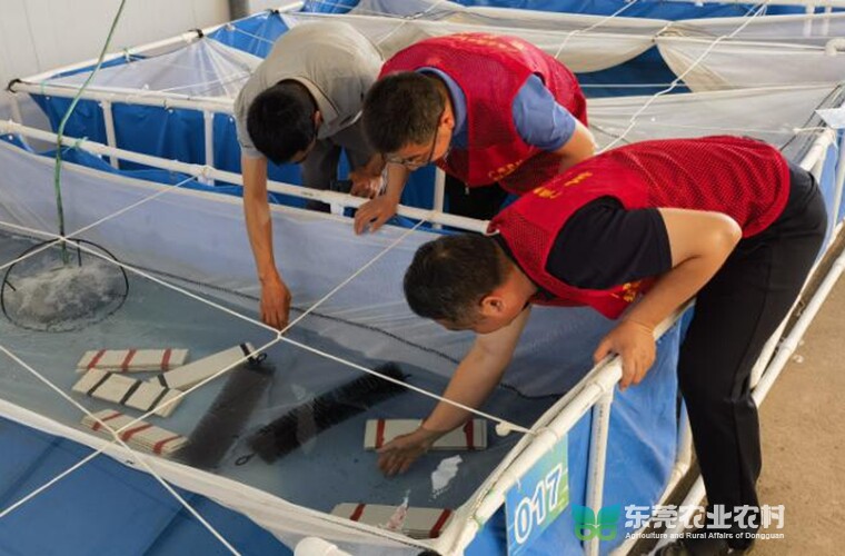 市渔业“轻骑兵”：为澳洲淡水龙虾产业注入蓬勃活力