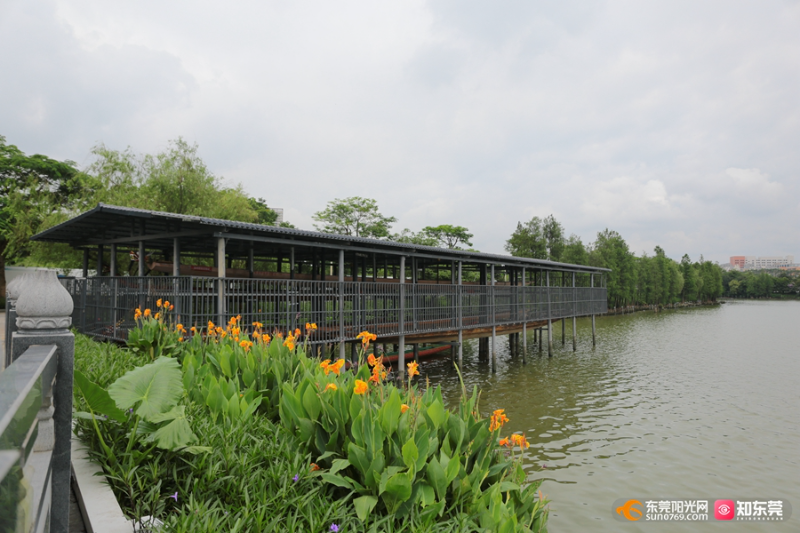 探秘！麻涌“龙舟之家”藏身何处？