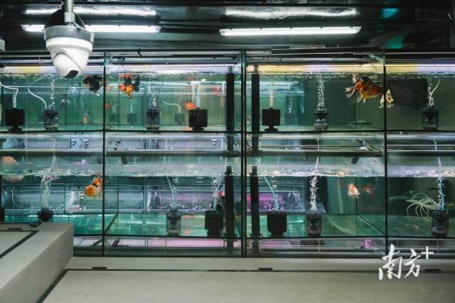 世界工厂如何“游”出亿元观赏鱼产业？