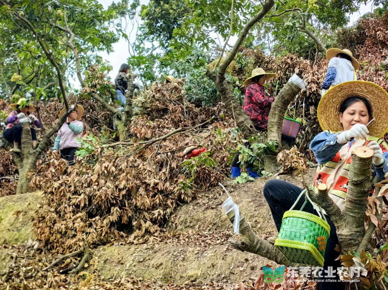 黄江荔枝高接换种工作稳步推进