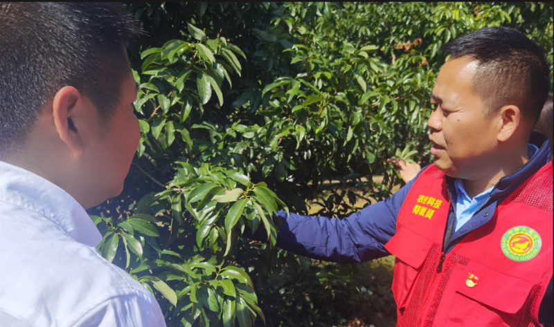 樟木头农技“轻骑兵”化身护花使者 助力观音绿荔枝产业发展