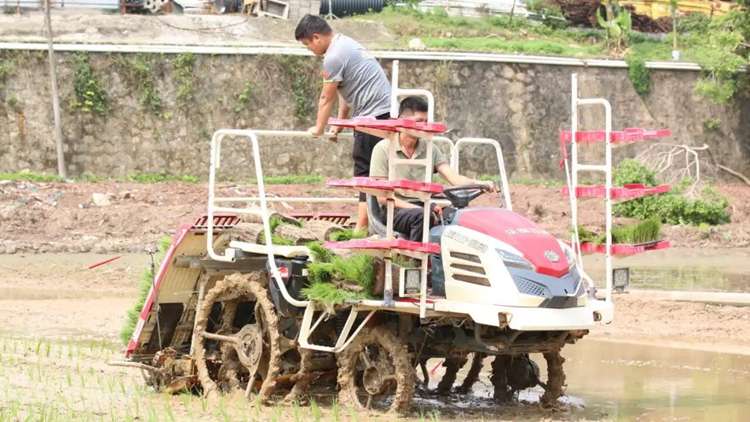 春忙插秧时，绿野满田正当时