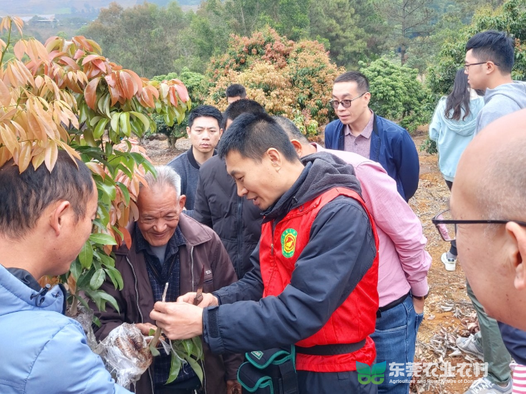 市农科中心科技助力揭阳荔枝产业，为乡村振兴添能蓄势