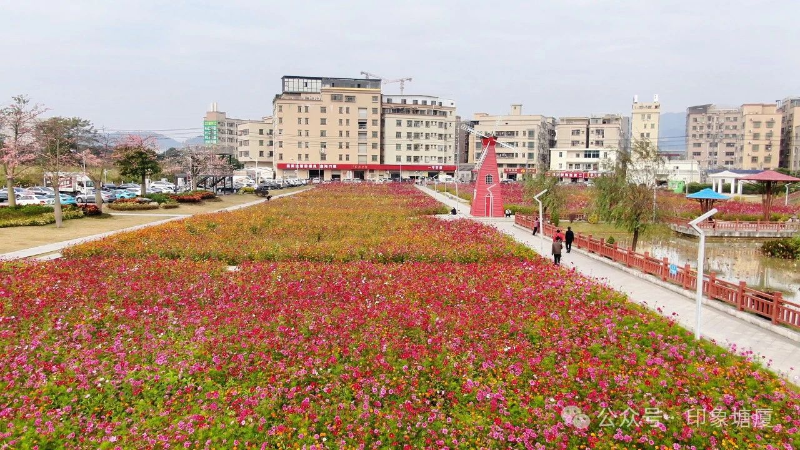 塘厦一公园7000平方米花海盛放！