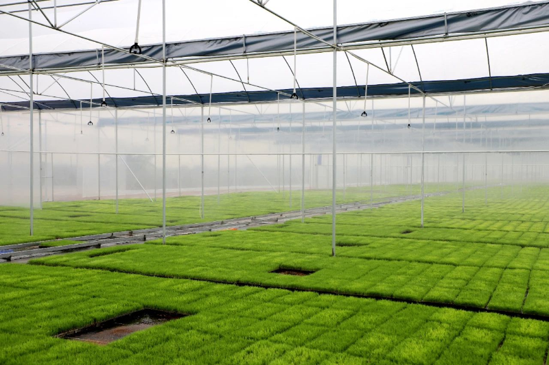 正是春耕好时节，麻涌大棚育秧忙