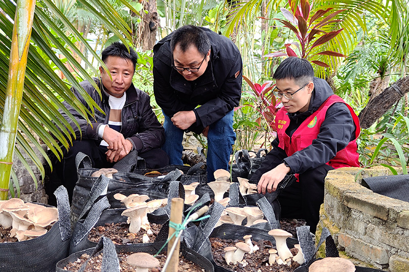 市农科中心开展春节期间食用菌栽培技术指导工作