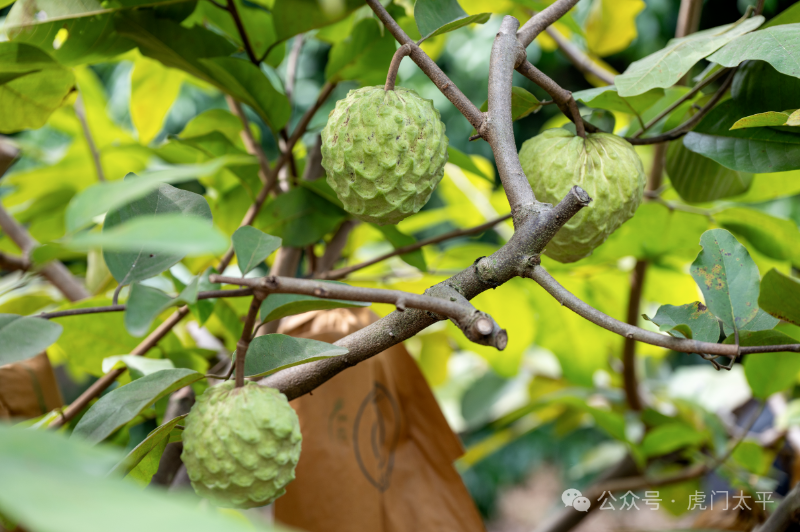限时尝鲜！虎门AP番荔枝熟啦！