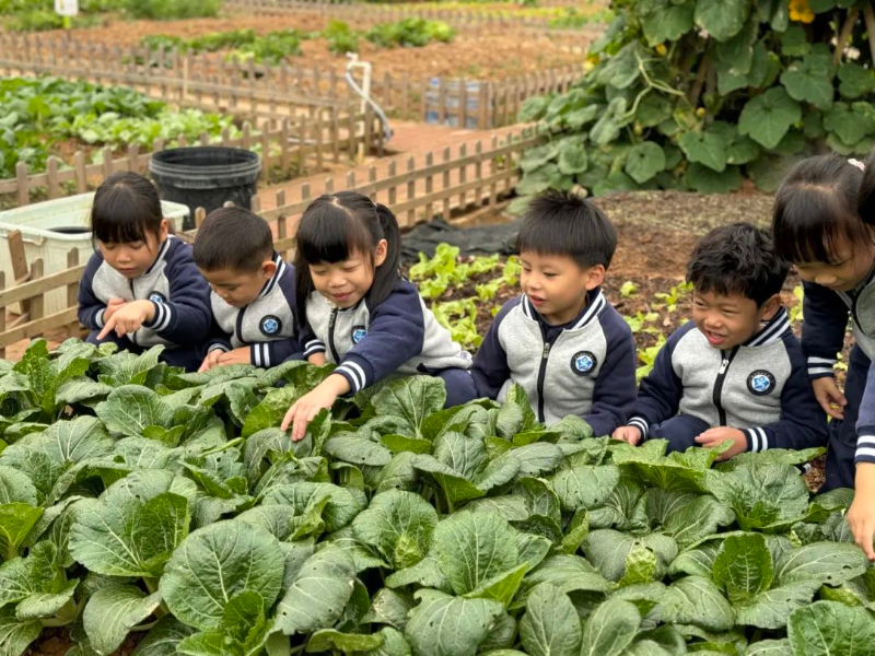 荒地变菜园！黄江镇中心幼儿园劳动实践基地喜获丰收