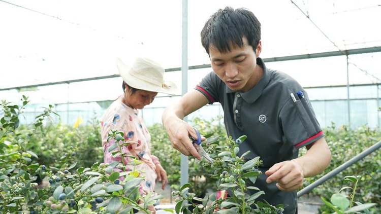 顺丰多渠道抢鲜配送，助东莞蓝莓成功“出圈”