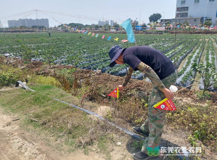 厚街：春季打响红火蚁防控攻坚战