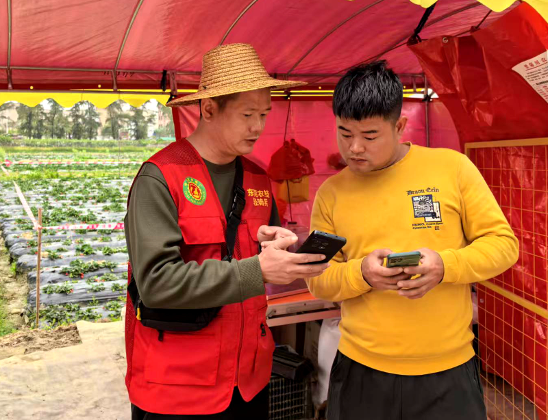 道滘农业科技特派员（轻骑兵）指导农户应对强冷空气和强降雨天气