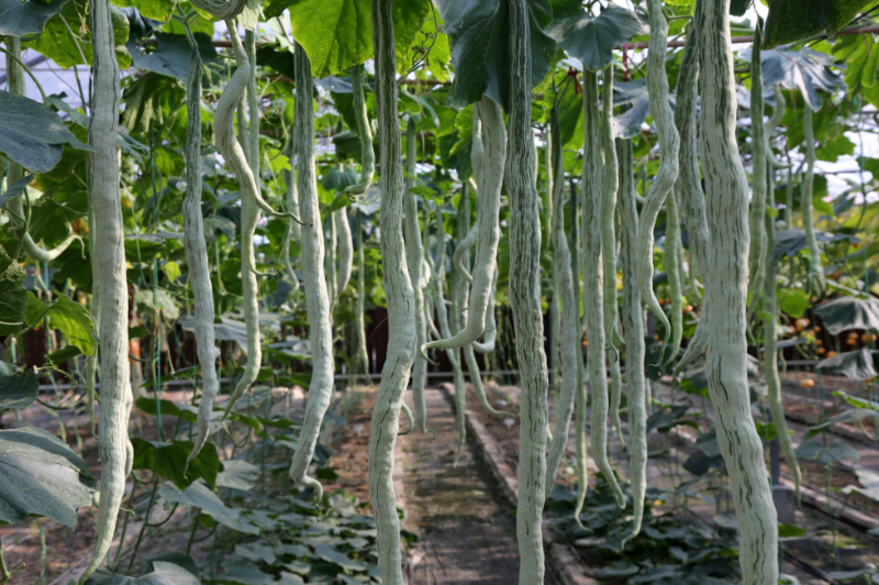 165个新品种！航天良种之旅下周开启，约起来！