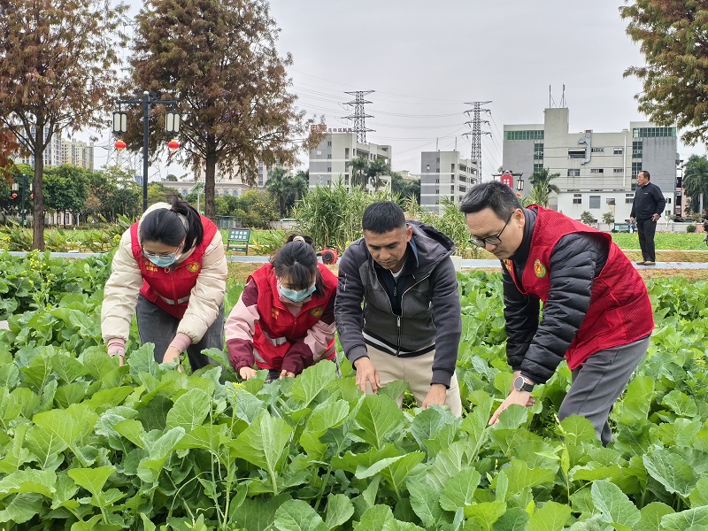 石碣：农业科技特派员来支招，助力农作物防寒防冻
