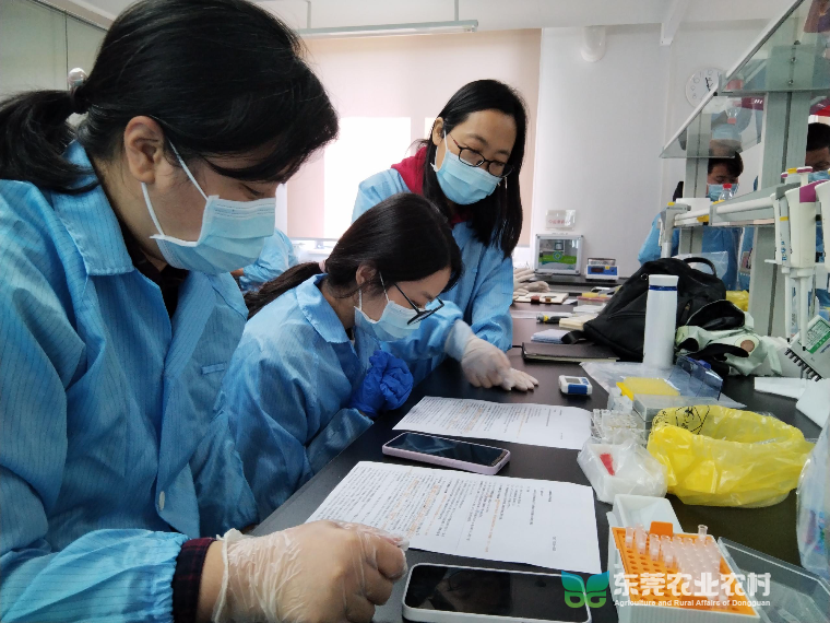 “技术培训直通车”开进东莞万江，助力动物疫病监测采样及实验室检测