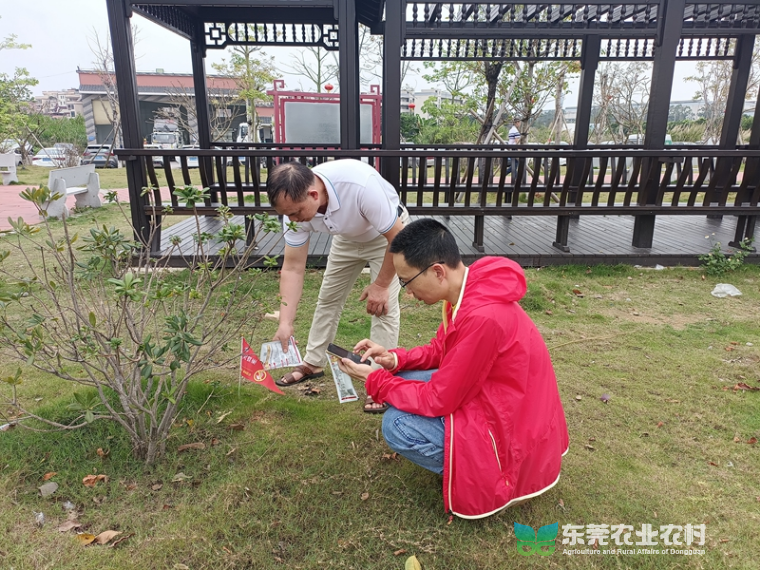 麻涌全面打响红火蚁防控攻坚战，行动火热进行中！