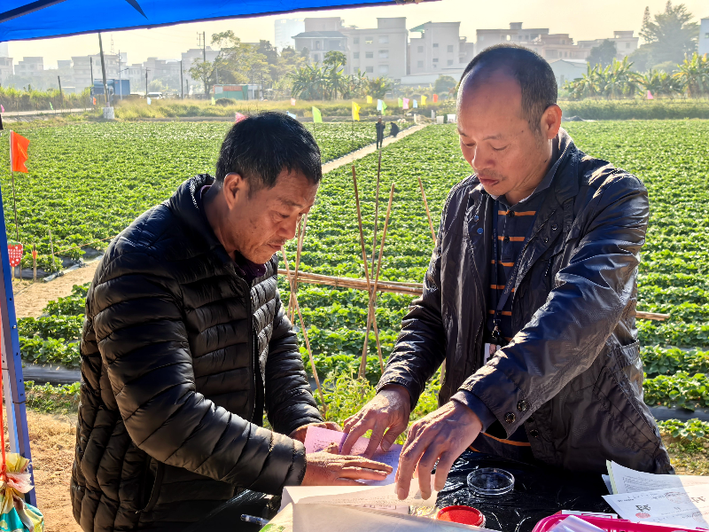 道滘开展草莓专项抽检工作