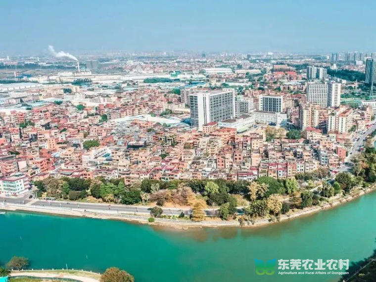 上甲社区：经济“破薄”分红首现，做强产业成效初显