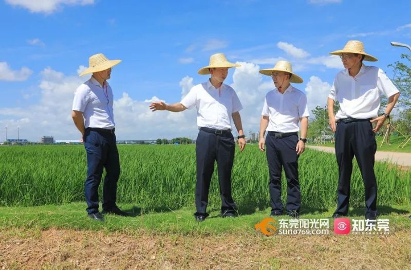 肖亚非实地调研粮食生产与都市现代农业发展现状