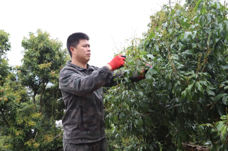 嫁接观音绿、冰荔、仙进奉…谢岗果农争取种植荔枝“全明星队”