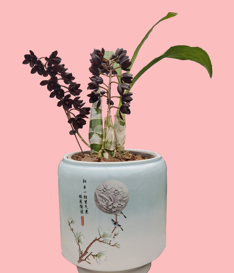 市农科中心选送的“黑天鹅”飘唇兰在广东第五届兰花旅游文化节获银奖