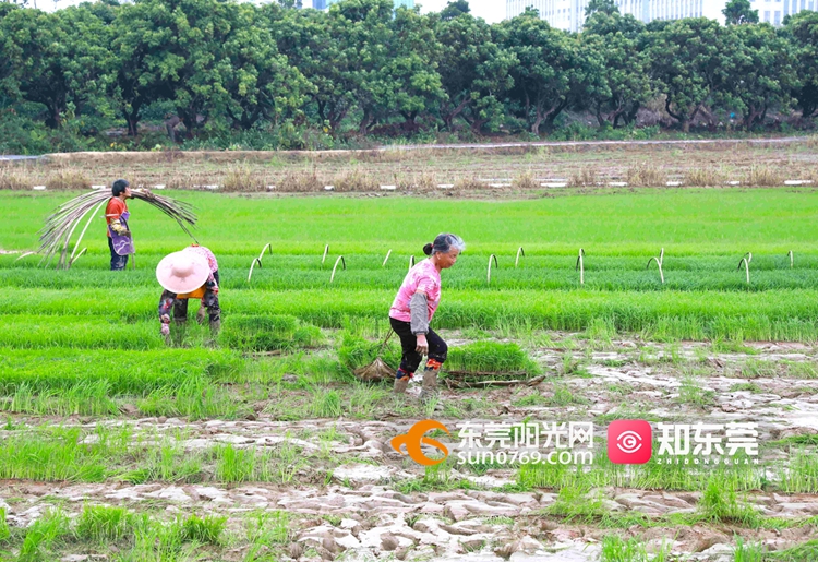 地道东莞：插秧正当时，新季水稻丰收开启“倒计时”