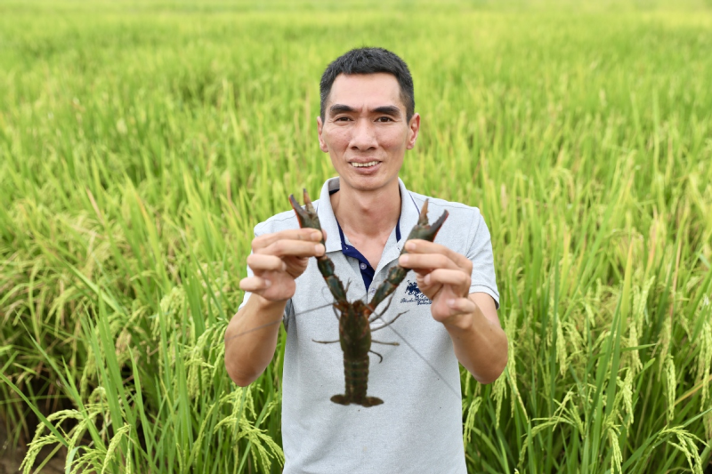 东莞兴农人⑤｜李仲希：让澳州淡水龙虾走上东莞人餐桌