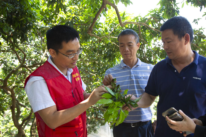 “农友圈”助力大朗果农攻克技术难关