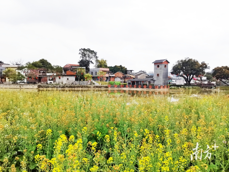 快来打卡！东莞东坑已建成4个高配版绿美乡村