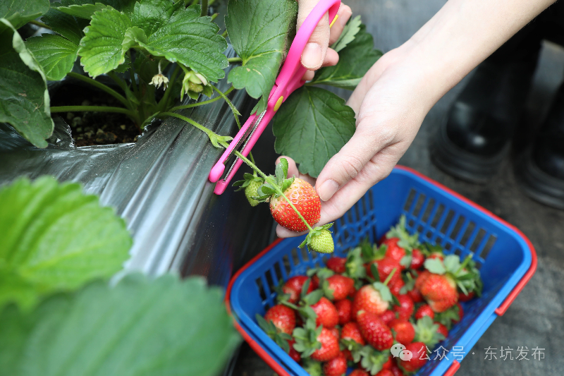 冬日这些果子“甜蜜登场”！抢“鲜”采摘走起