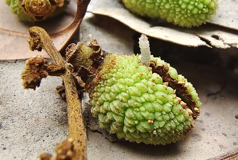 当下正值防控荔枝蒂蛀虫的关键节点