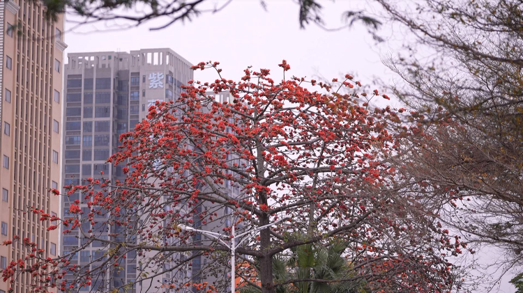 《木棉燃春竞芳菲，不负花期绽韶光》