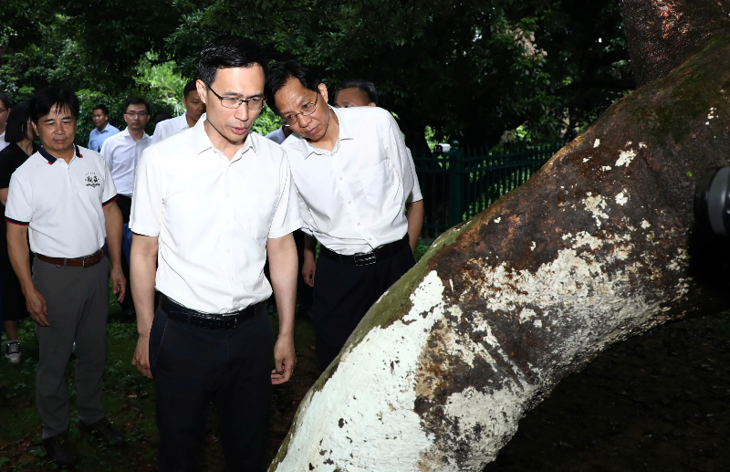 梁杰钊赴樟木头调研荔枝产业高质量发展现状