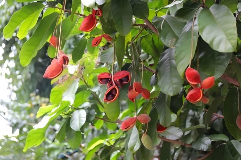 麻涌“特别水果”满枝头，可观又可食超诱人！