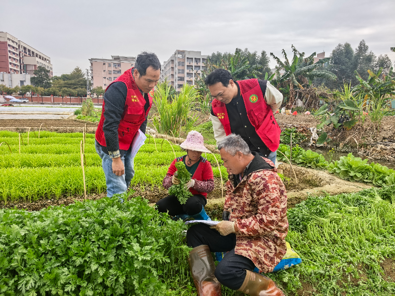 高埗：安全用药宣传进田间，筑牢蔬菜种植防线