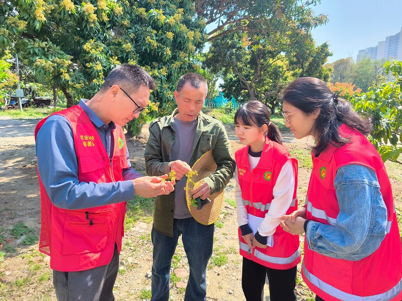 竭“碣”所能，助力荔枝生产