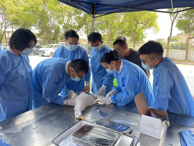 “疫”刻不缓抓实操，市镇合力筑牢动物疫病防控线
