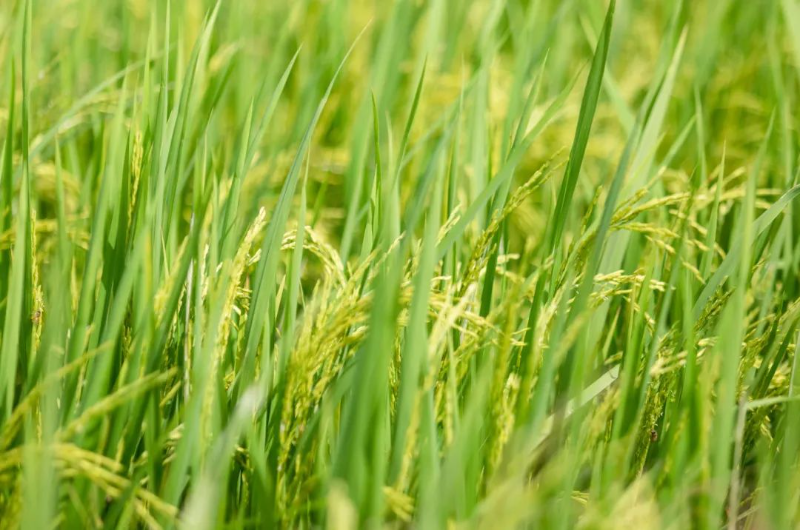 惊！桥头这满眼青绿之地，秒变“阿勒泰”！