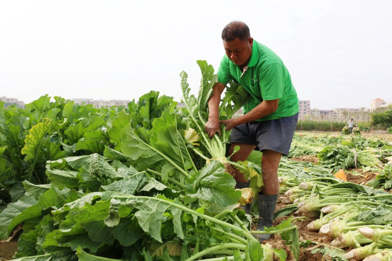 单屋大头菜：腌制“家乡味”飘香千里