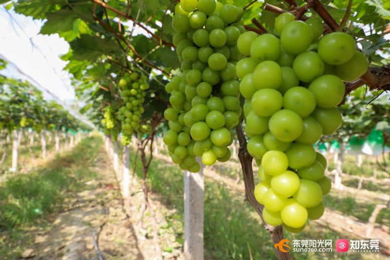 葡萄成熟时，一键解锁夏日甜蜜之旅！