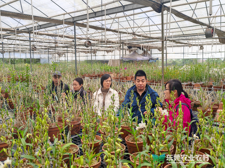 市农科中心联合省花卉岗位专家团队为东莞花卉产业注入科技动力