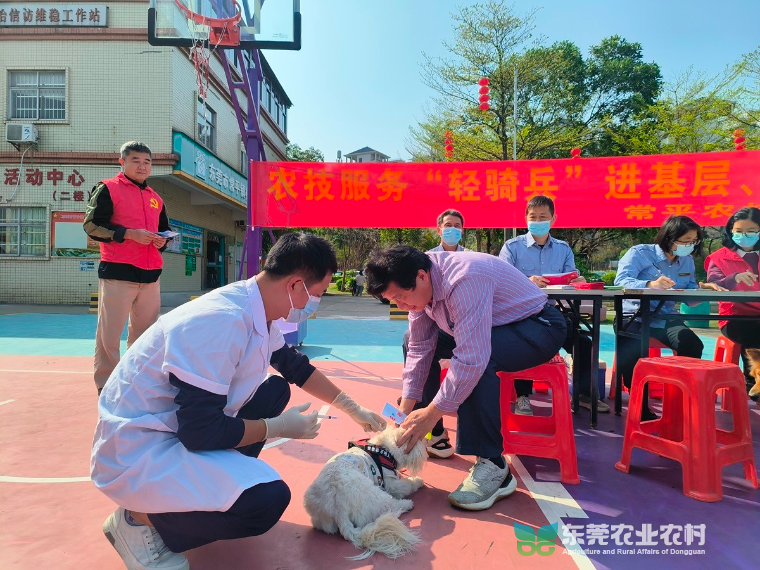 常平开启2024年春季动物集中免疫大行动