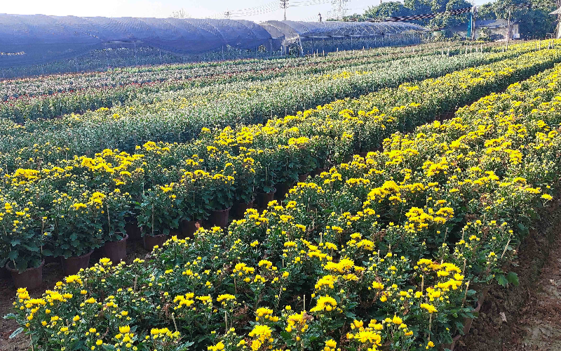 道滘本地供年鲜切花上市