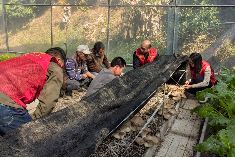 市农科中心：“农友圈”菇农急求助 “轻骑兵”上门解难题