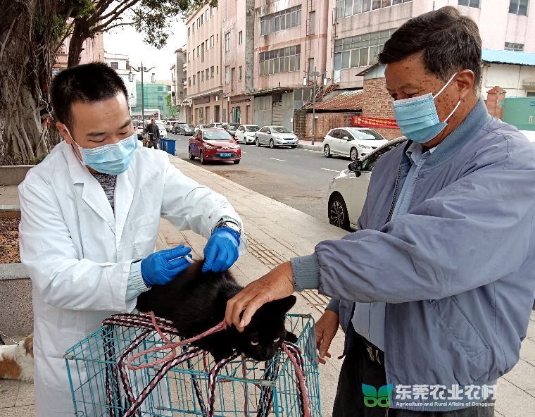 道滘多维度发力，全面推进动物春季防疫工作