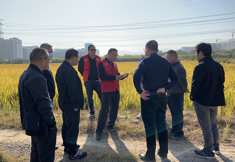 市农业科技特派员到桥头开展水稻种植技术指导工作
