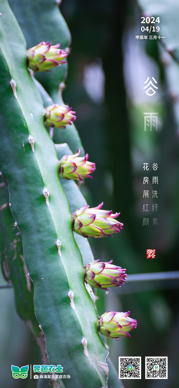 《谷雨润景，花房红颜绽芳华》
