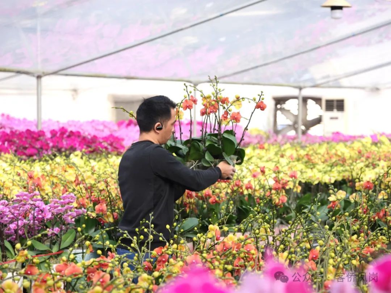 60000株！凤岗这个“宝藏”蝴蝶兰基地太惊艳了！