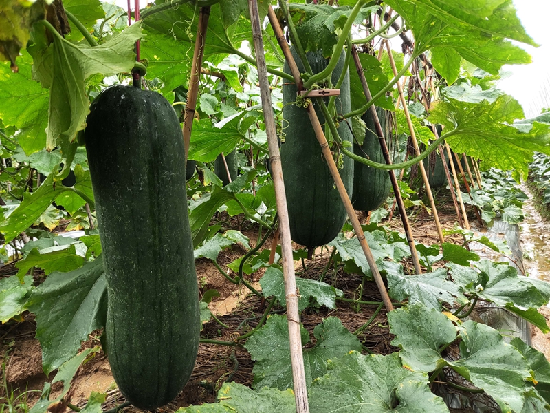 道滘瓜农应对晴雨无常精细管田，全力保障冬瓜上市