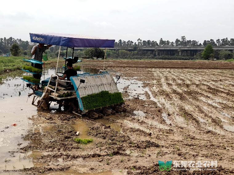 雨沛当时至，田间插稻时