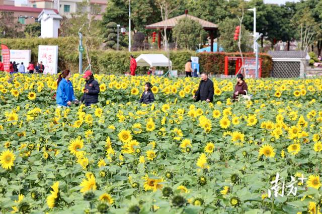 牛人游牛镇！来横沥摘一朵梵高的向日葵